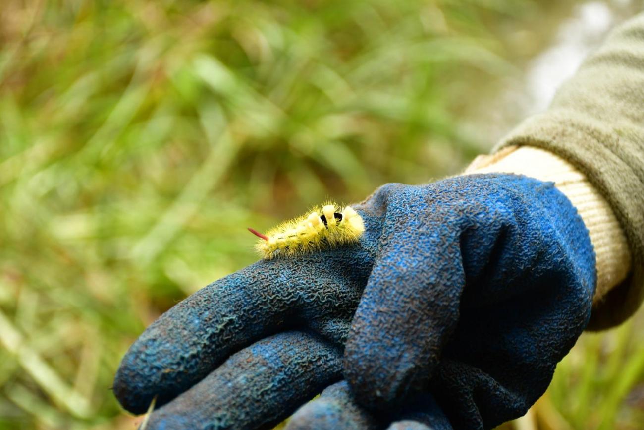 Badatelský kroužek – obnova tůněk pro obojživelníky u Měšína