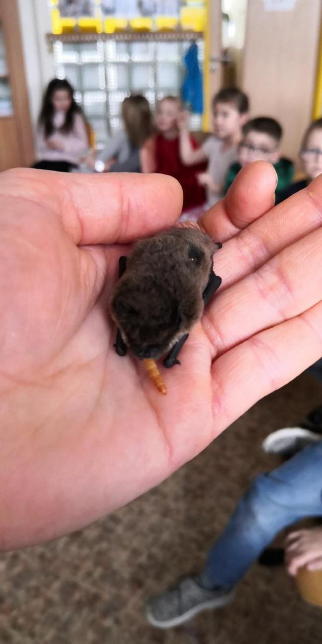 Netopýři ve škole  1.A