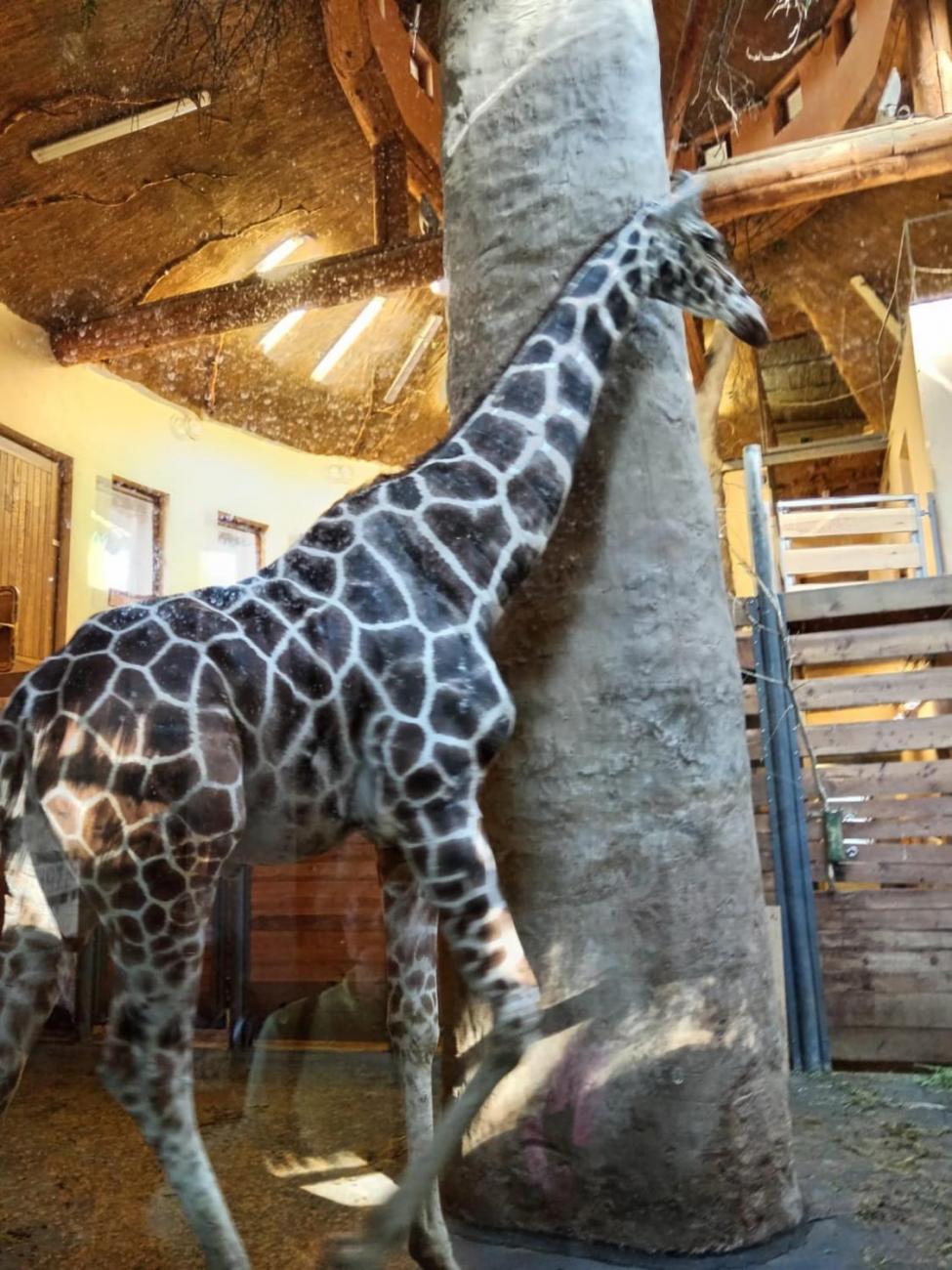 Návštěva ZOO - turistický den  2.B