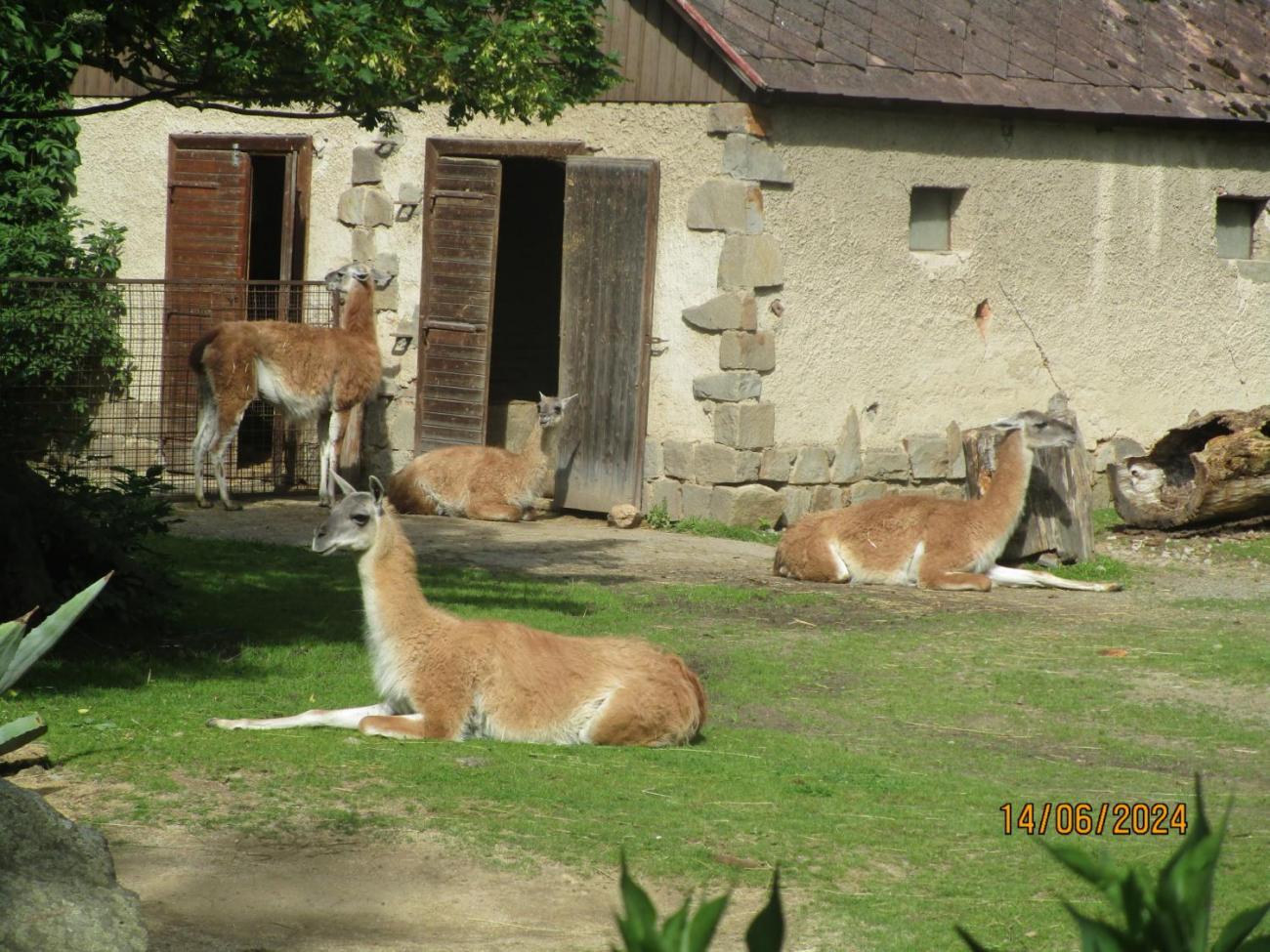 ZOO - Les žije  4. ročník