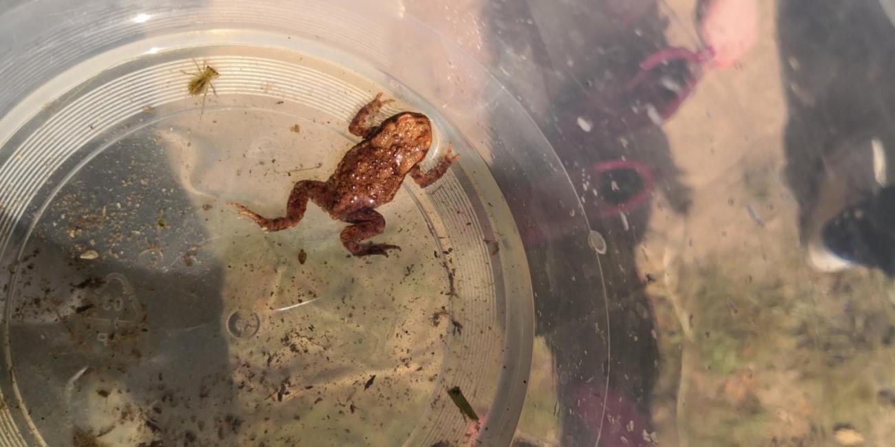 Modré žáby pod Šacberkem  1.A