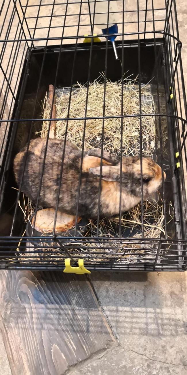 Výukový program ZOO - Mazlíčci  2.A