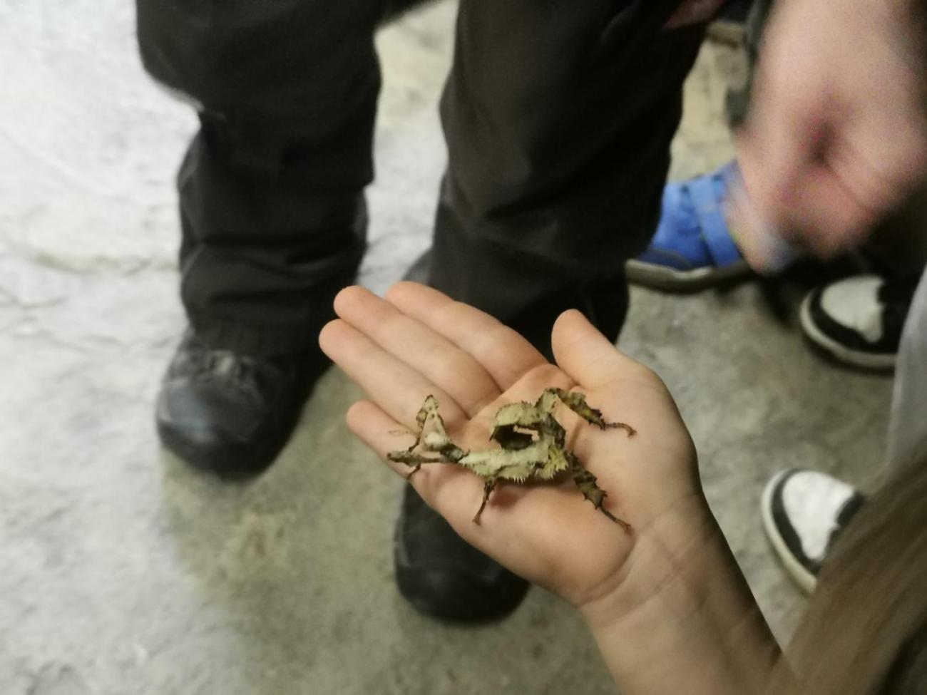 ZOO - Mazlíčci  2.C