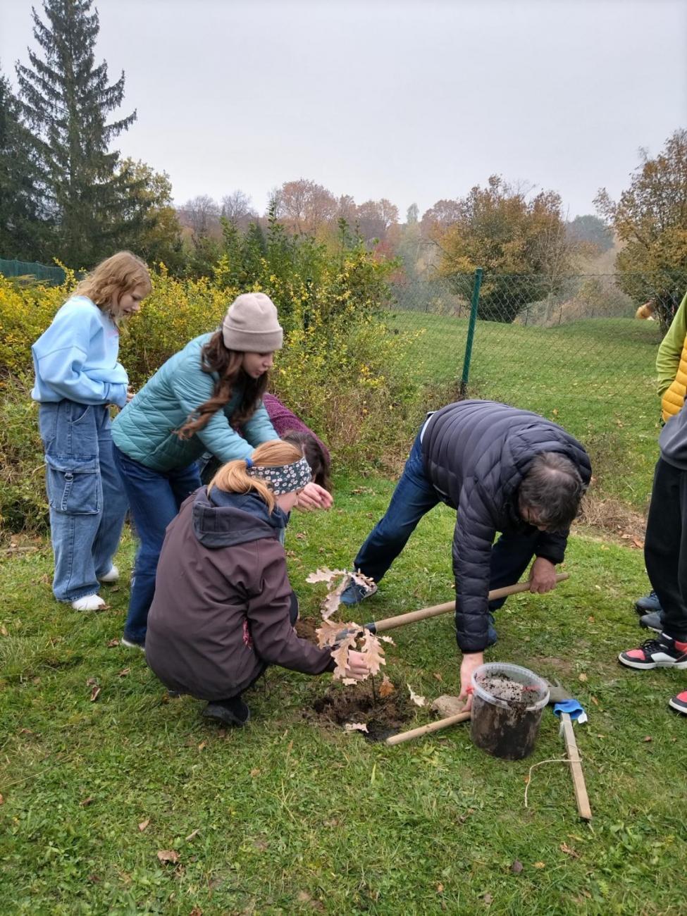 Sázení dubu z Osvětimi