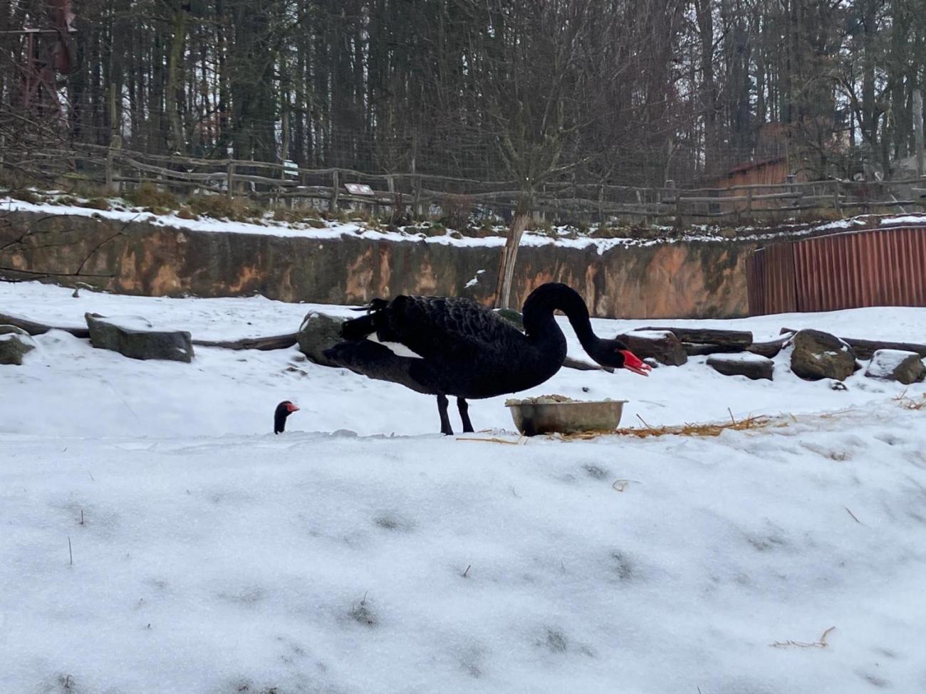 ZOO - Program "Les žije"  4.B