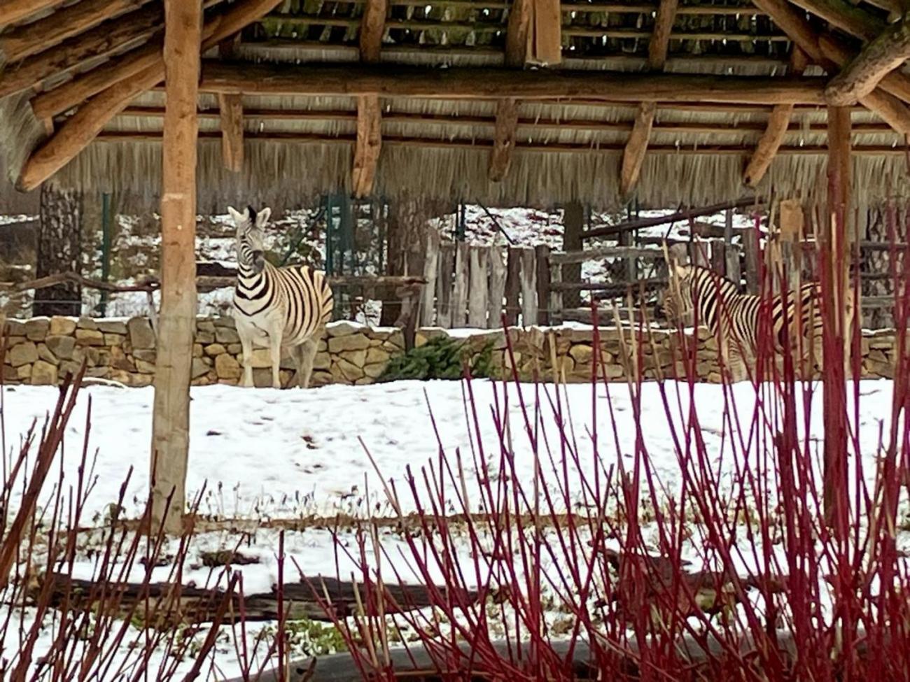 ZOO - Program "Les žije"  4.B