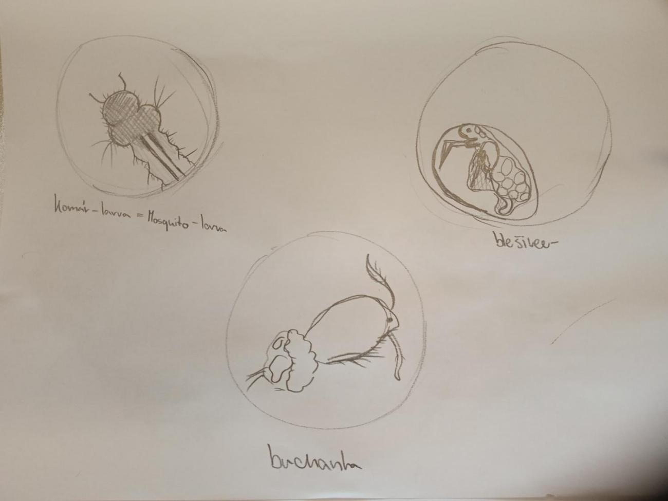 Waterproject - Výměnný pobyt s Holanďany