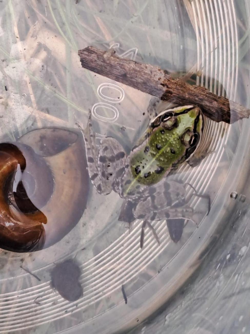 Modré žáby pod Šacberkem  2.C