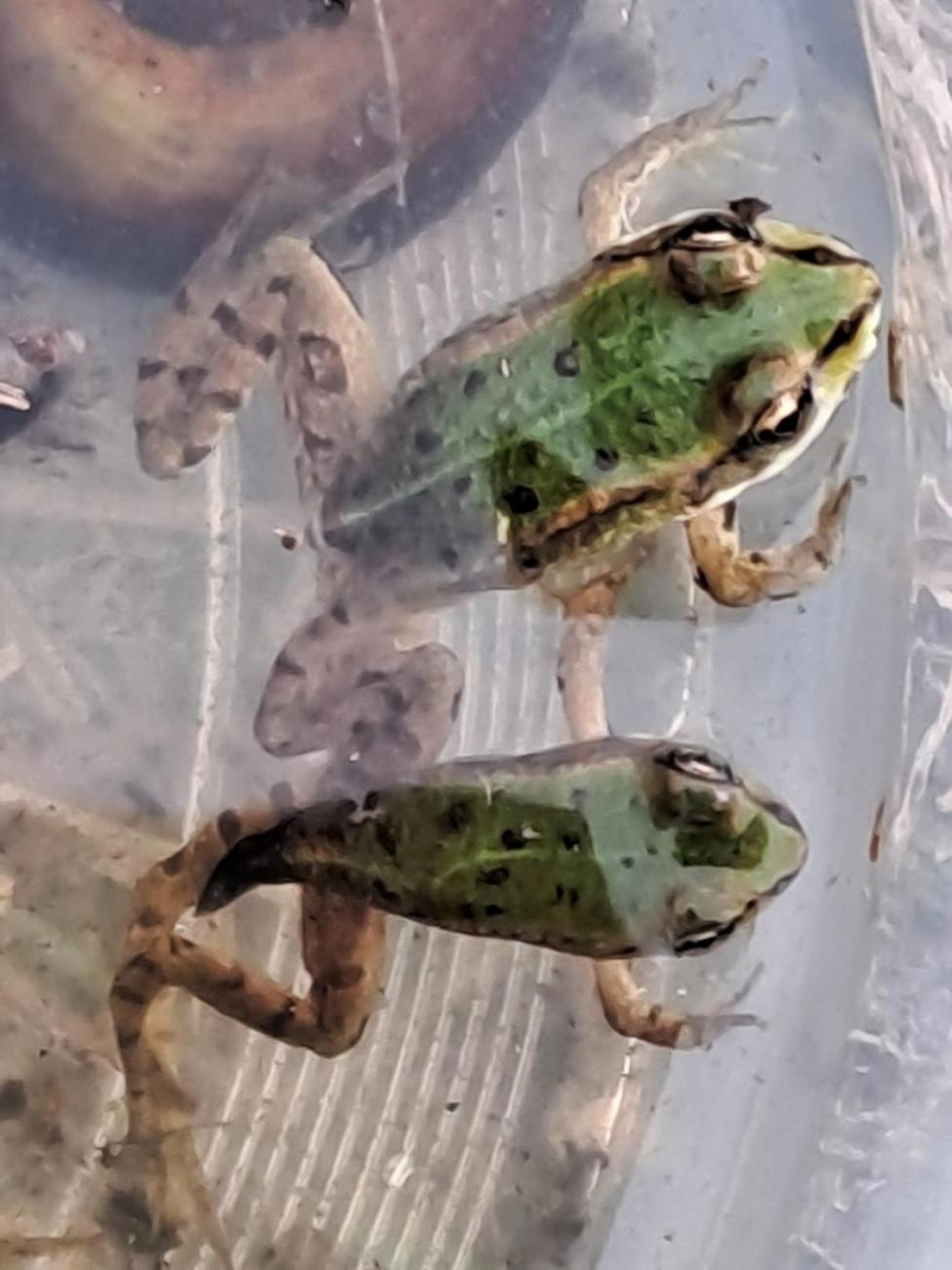 Modré žáby pod Šacberkem  2.C