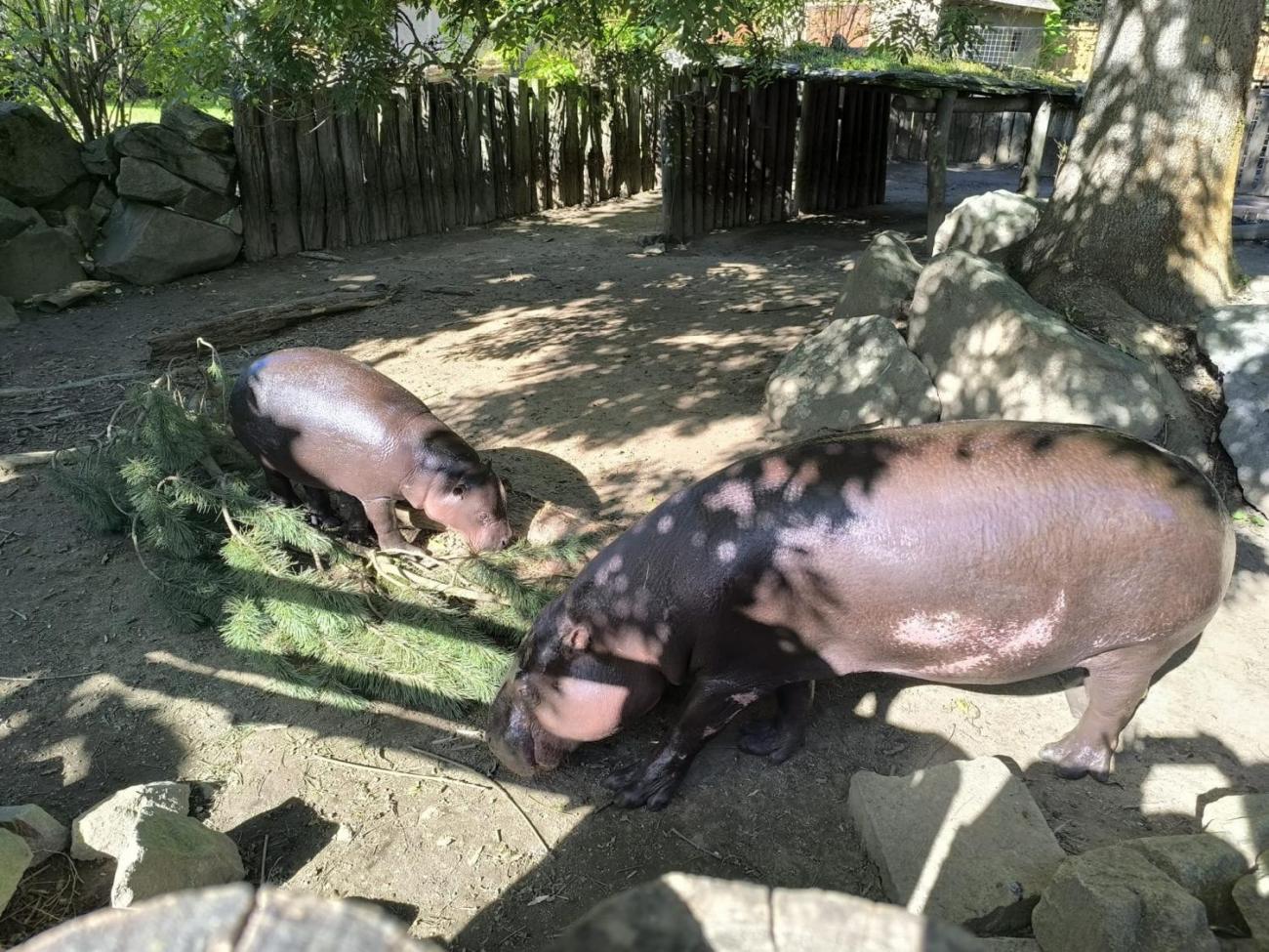 Mazlíčci v ZOO Jihlava  1.A