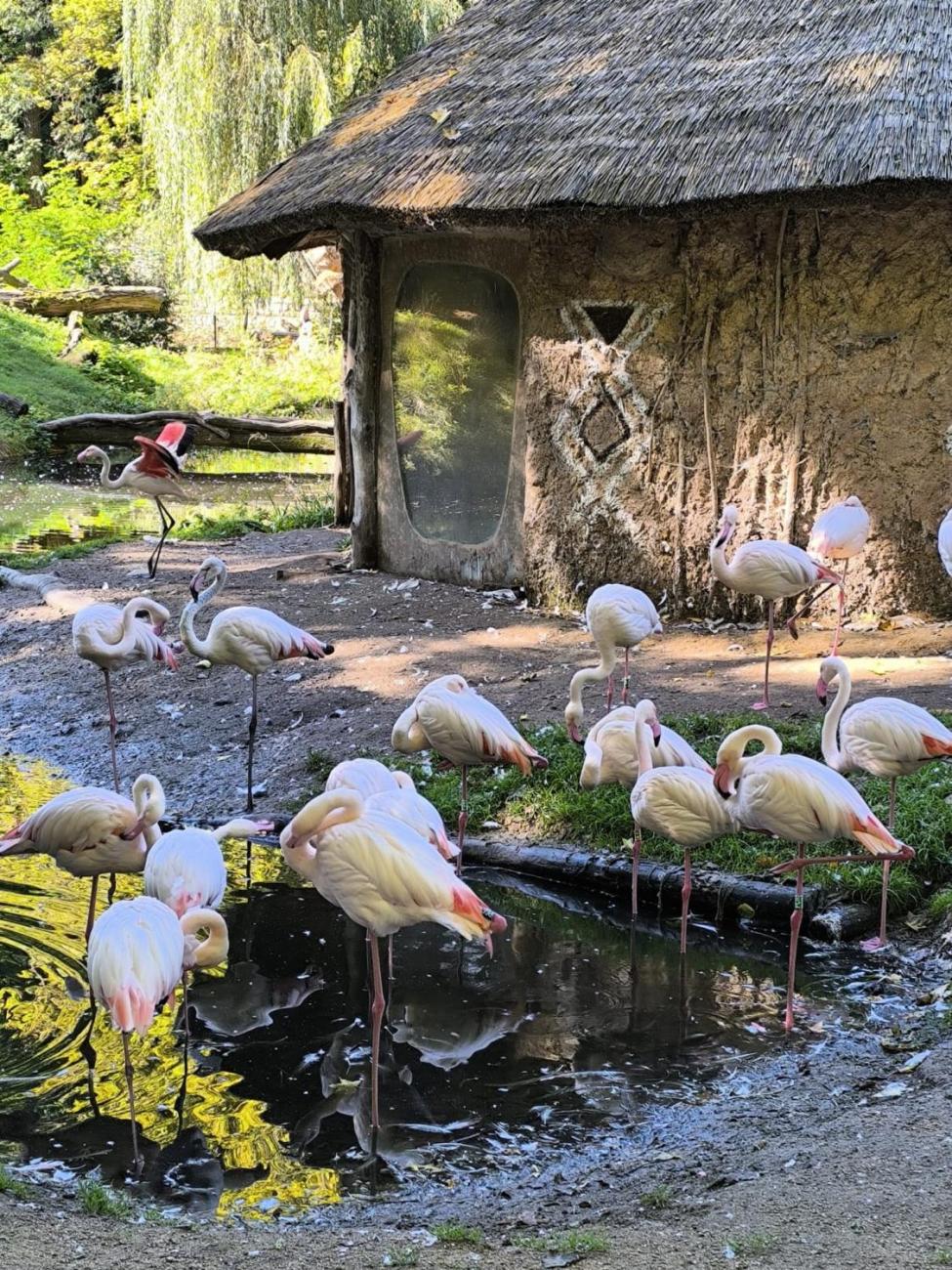 Mazlíčci v ZOO Jihlava  1.A