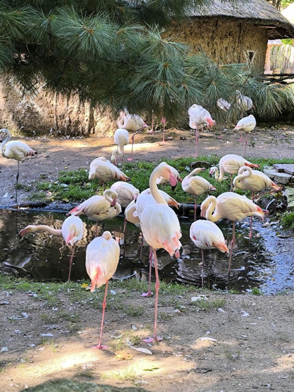 Mazlíčci v ZOO Jihlava  1.A