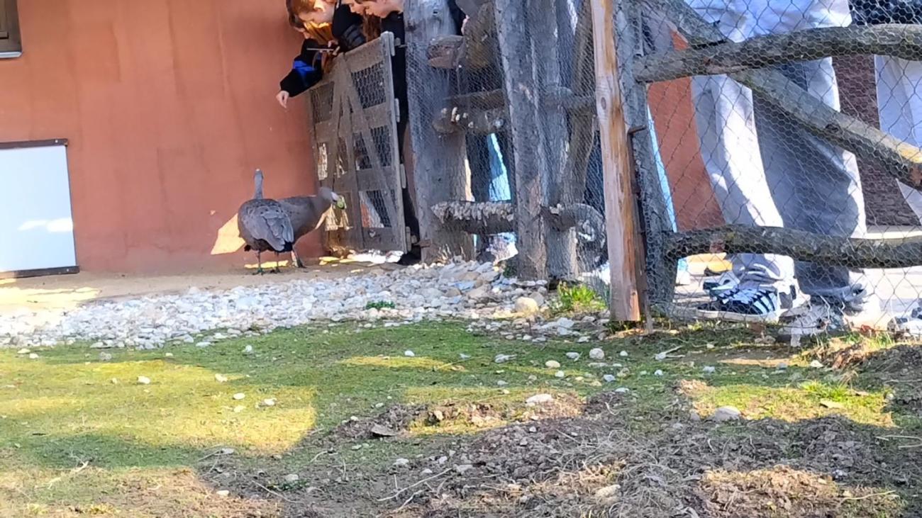 Ptačí svět – vzdělávací program v ZOO Jihlava