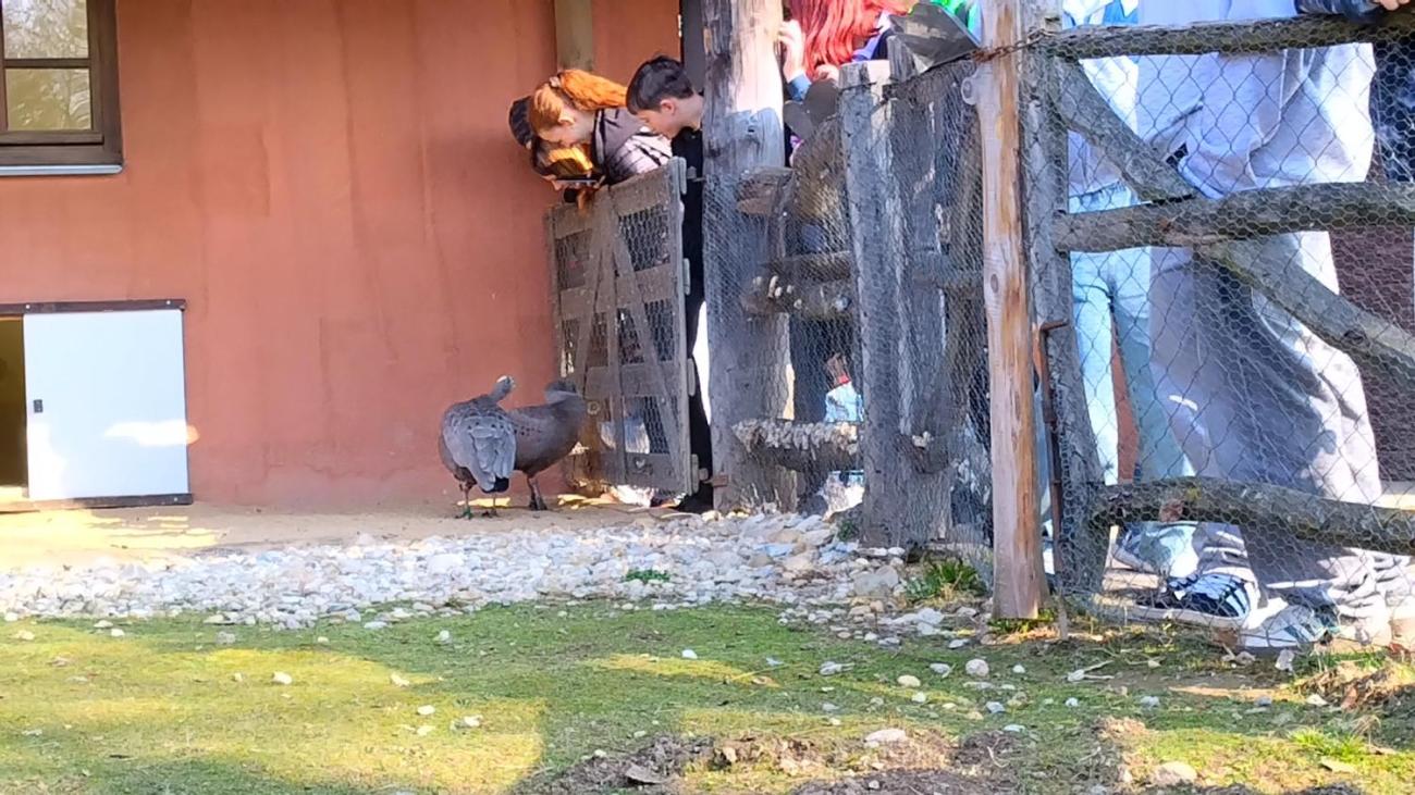 Ptačí svět – vzdělávací program v ZOO Jihlava